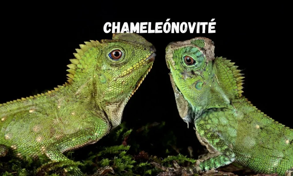 chameleónovité