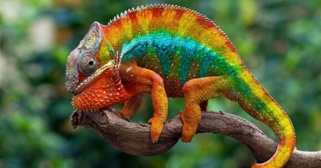 chameleónovité