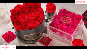 Rosboxar: The Surprising Best Tool Reshaping Digital Solutions