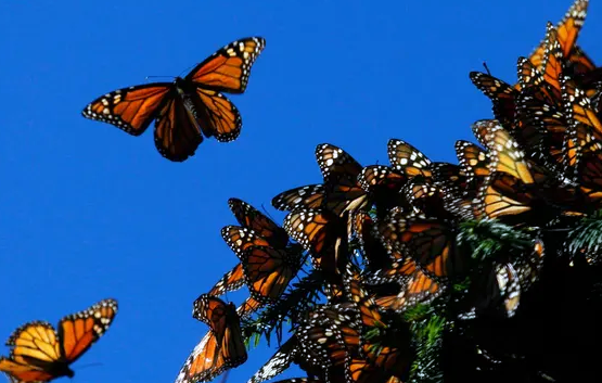 https://pussmoth.com/las-mariposas-monarca-regresan-a-lo-grande